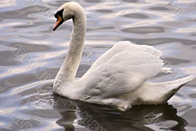 Swan