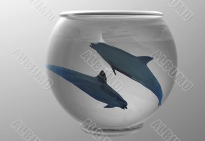 Dolphins
