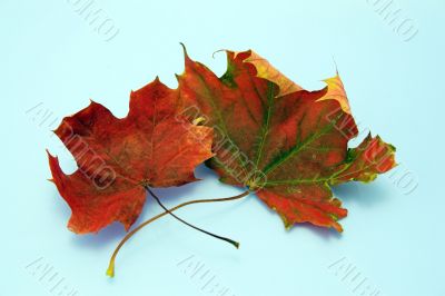 Fall leaves