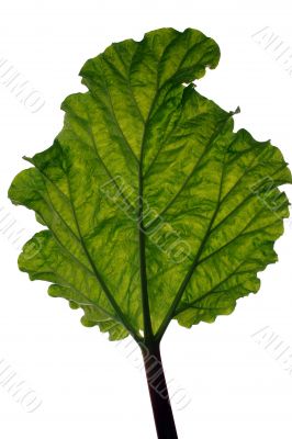 A backlit leaf on white