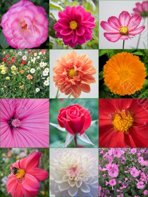 Flowers