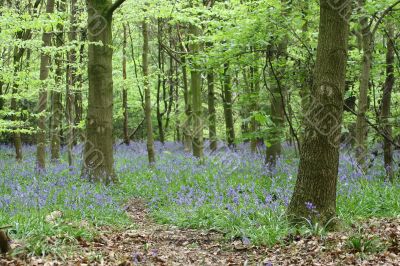Bluebell wood