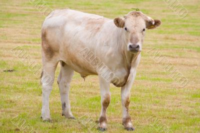 Bull