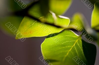 green leafs with a natural background