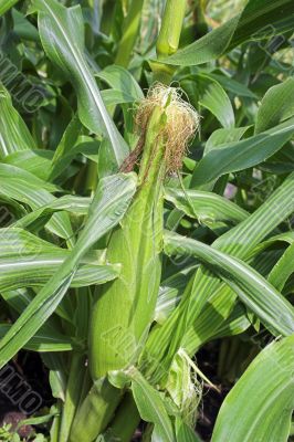 Corn cob