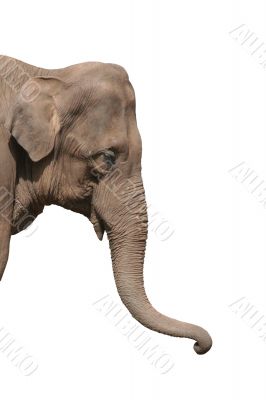 An elephant head isolated