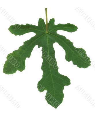 Fig leaf