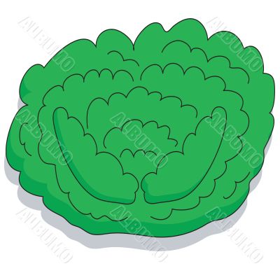 Cabbage