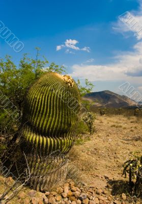 Lonely big cactus