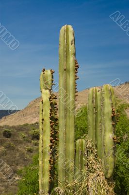 Organ cactus detail