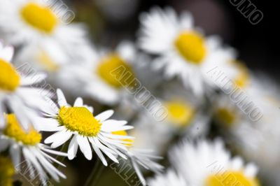 Out of focus white daisies field