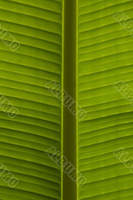 Green leaf backlit details
