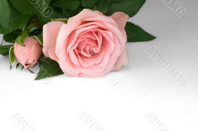 Love note with pink rose