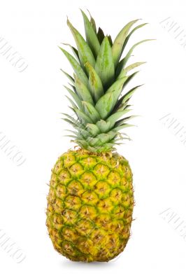 Ripe pineapple white background