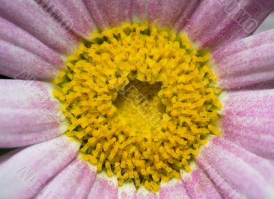 Purple daisy macro