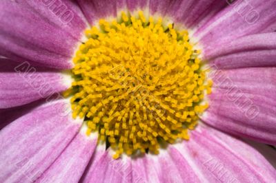 Purple daisy detail