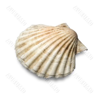 Sea shell isolated on white