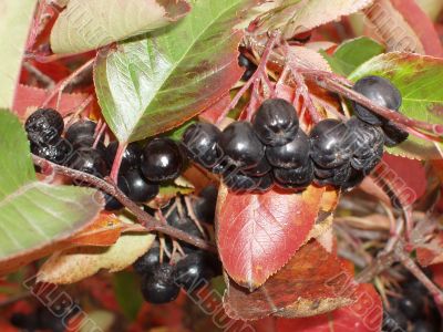 Black ashberry