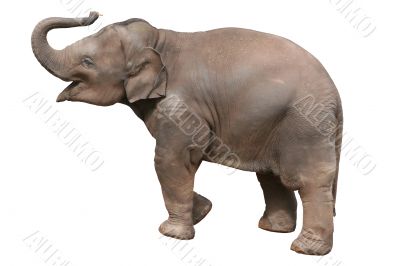Baby elephant