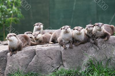 Otter family