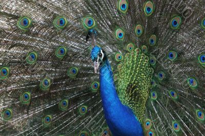 Peacock