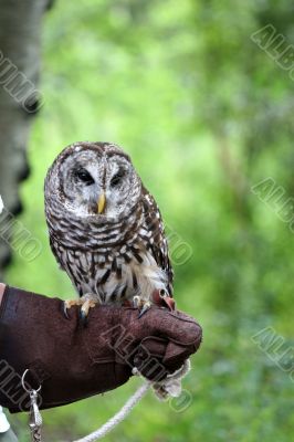 Barn Owl