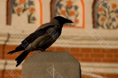 Crow on the stone.