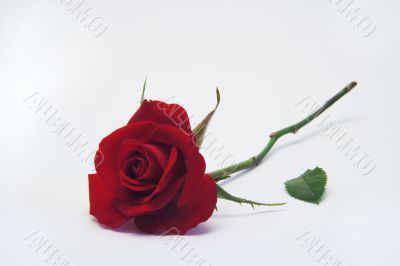 Red rose