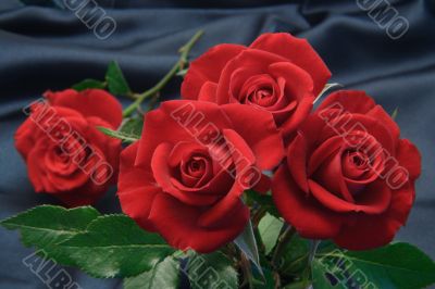 red roses