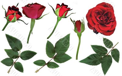 Design elements - rosebuds