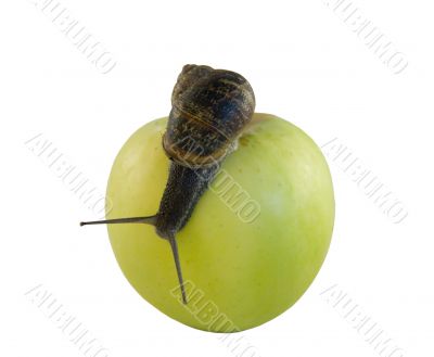 Snail and apple
