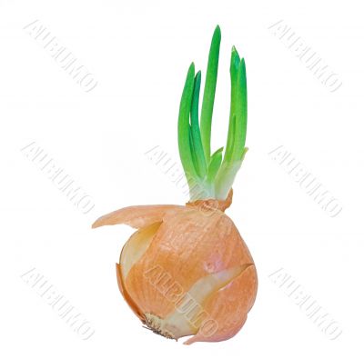 Sprouting onion