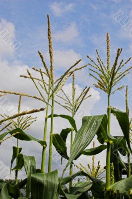 Sweetcorn