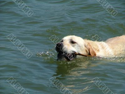 swimming dog
