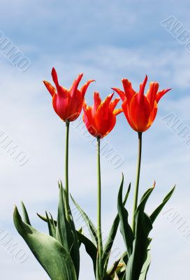 Tulips
