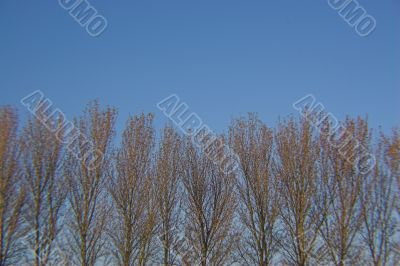 Winter trees