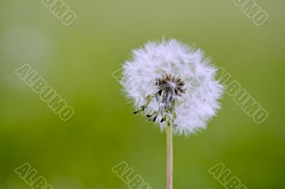 dandelion