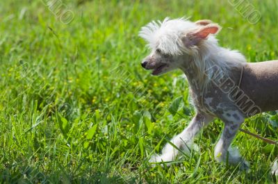 Chinese crested dog puppy walking