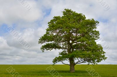 Single tree