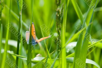 Butterfly on grass blade