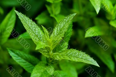 Single peppermint plant