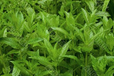 Few peppermint bushes