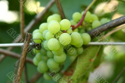 White grape bunch