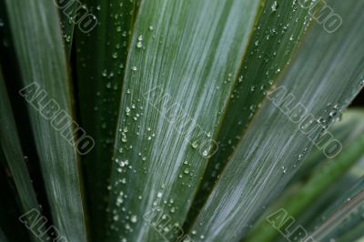 Dew on palm leaves