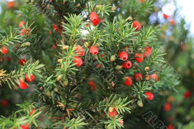 Pine berry