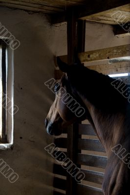 Horse in the stall