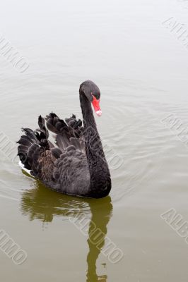 Black swan