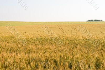 Tricolor wheat field