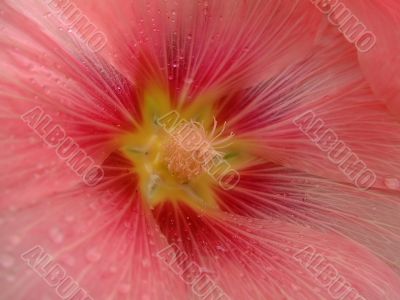 Pink flower of maple mallow