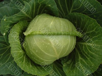 Head of white cabbage